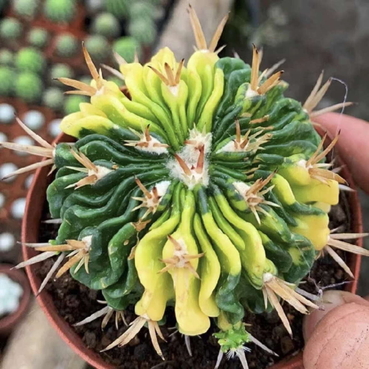 3-7CM Succulent Cactus Plant Stenocactus Multicostatus Cactaceae Beautiful Plant