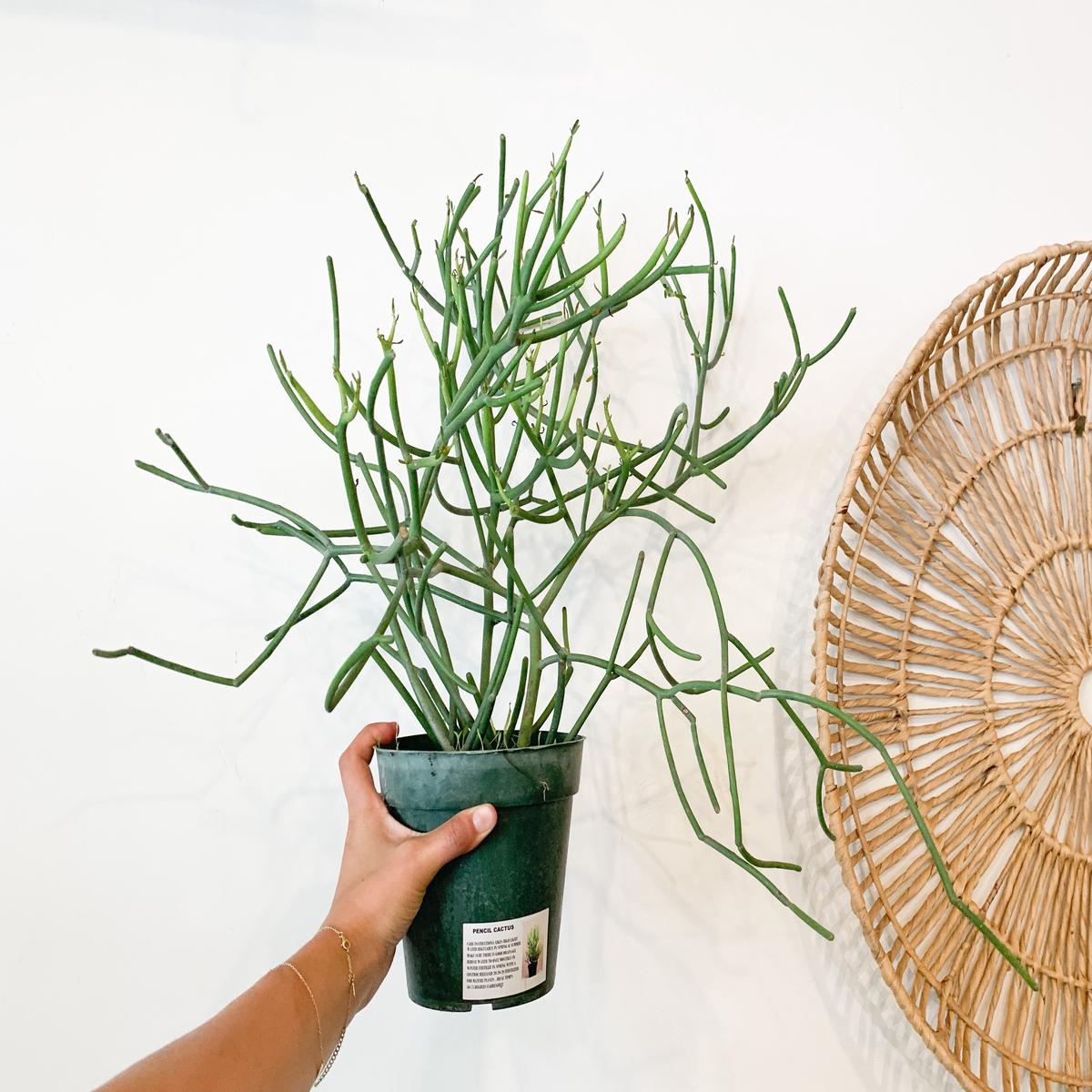 6 Pencil Cactus / Firesticks