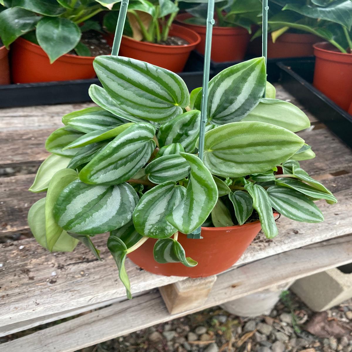 6" Peperomia Verschaffeltii 'Mini Watermelon'