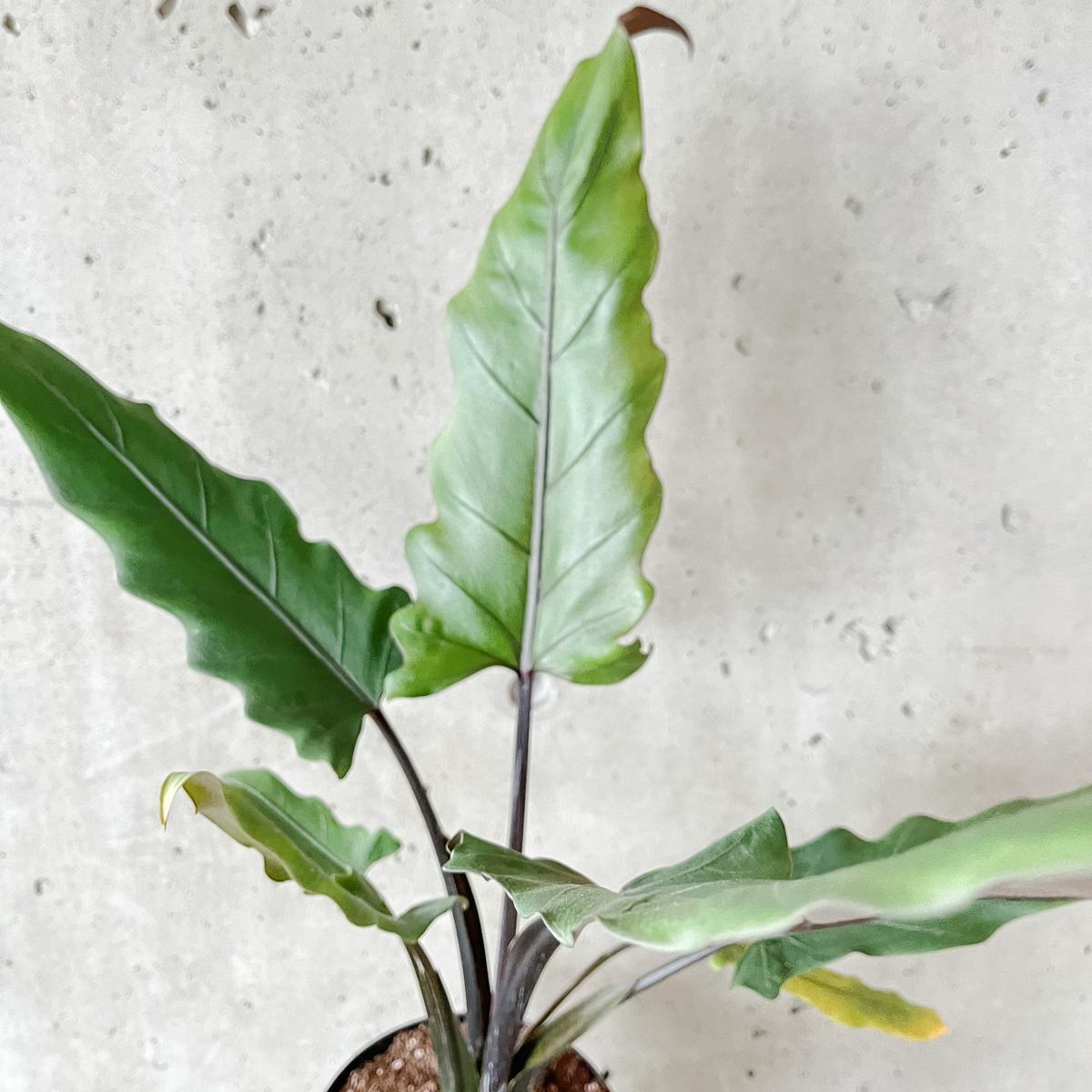 Alocasia Lauterbachiana