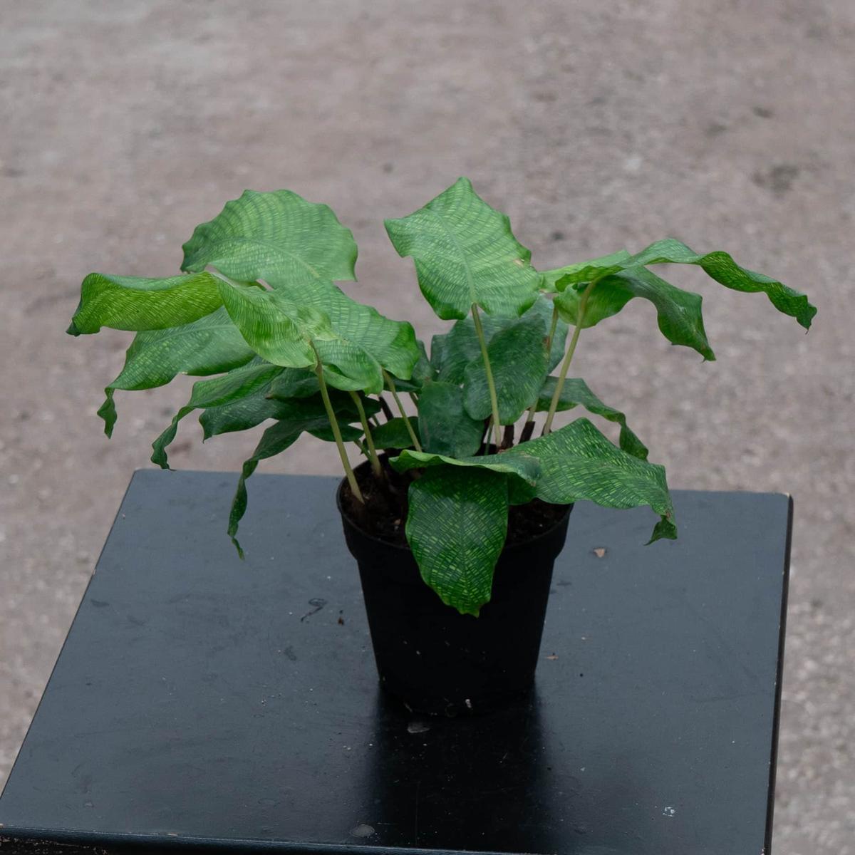 Calathea musaica