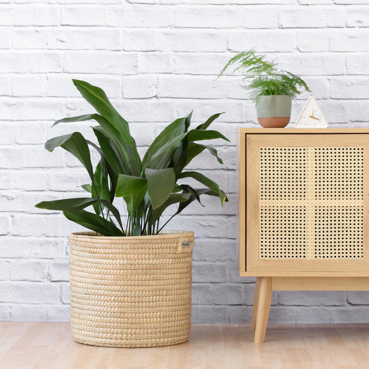 Cast Iron Plant - Extra Large