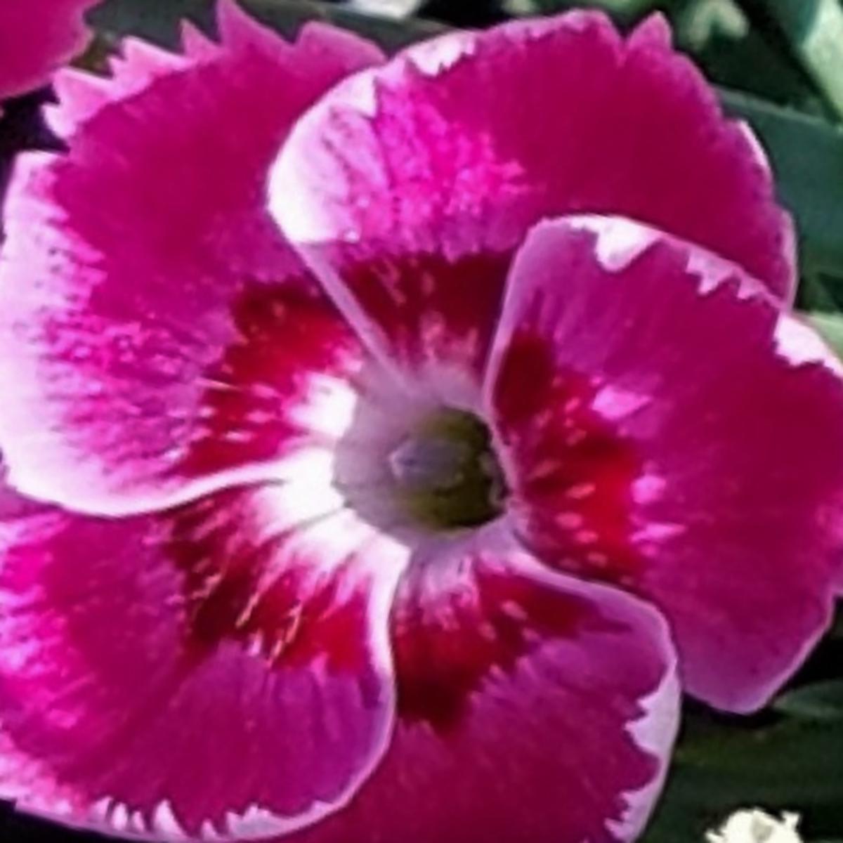 EverBloom 'Strawberry Tart' Pinks (Dianthus 'Everbloom Strawberry Tart') - 1 gallon