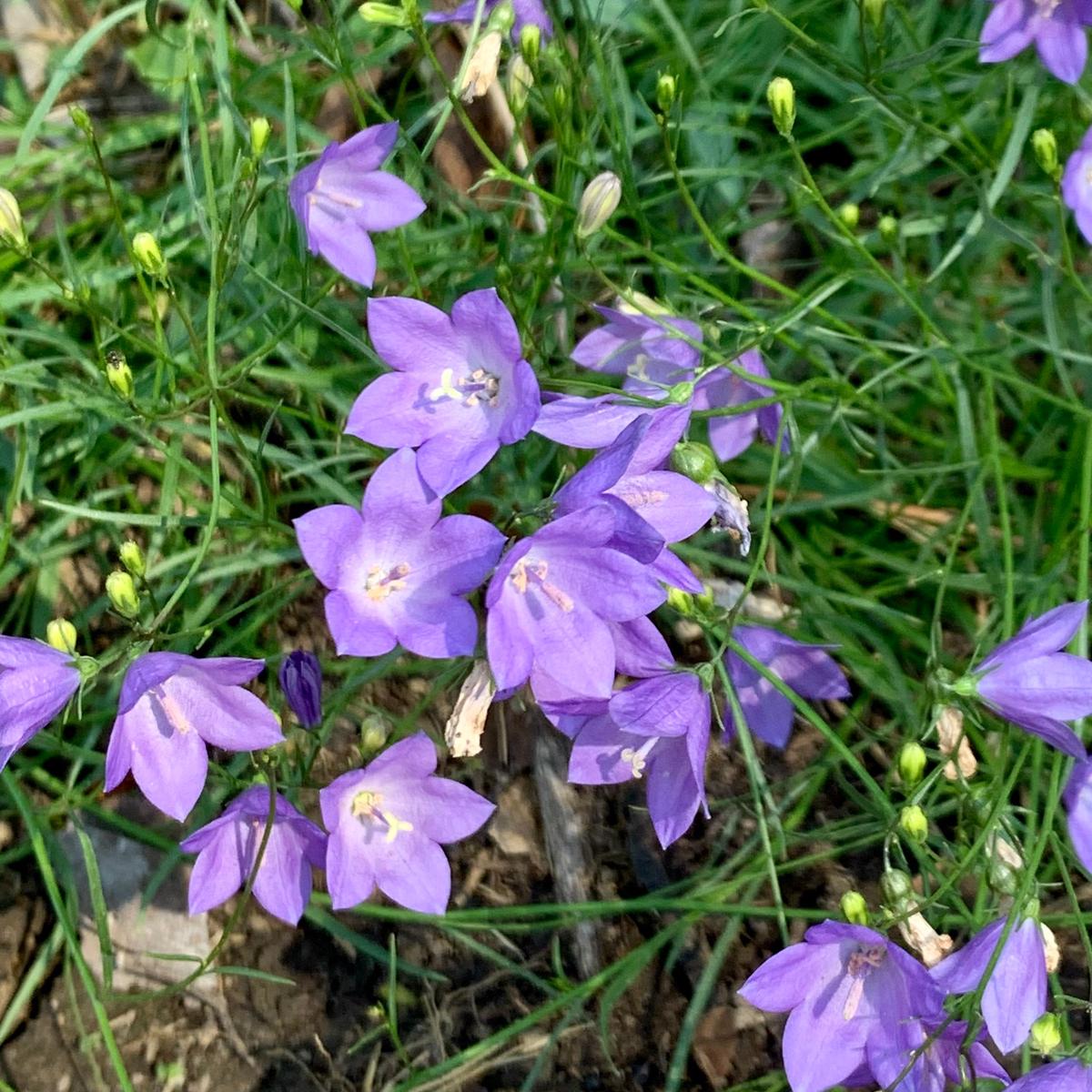 Harebell (Campanula rotundifolia)
