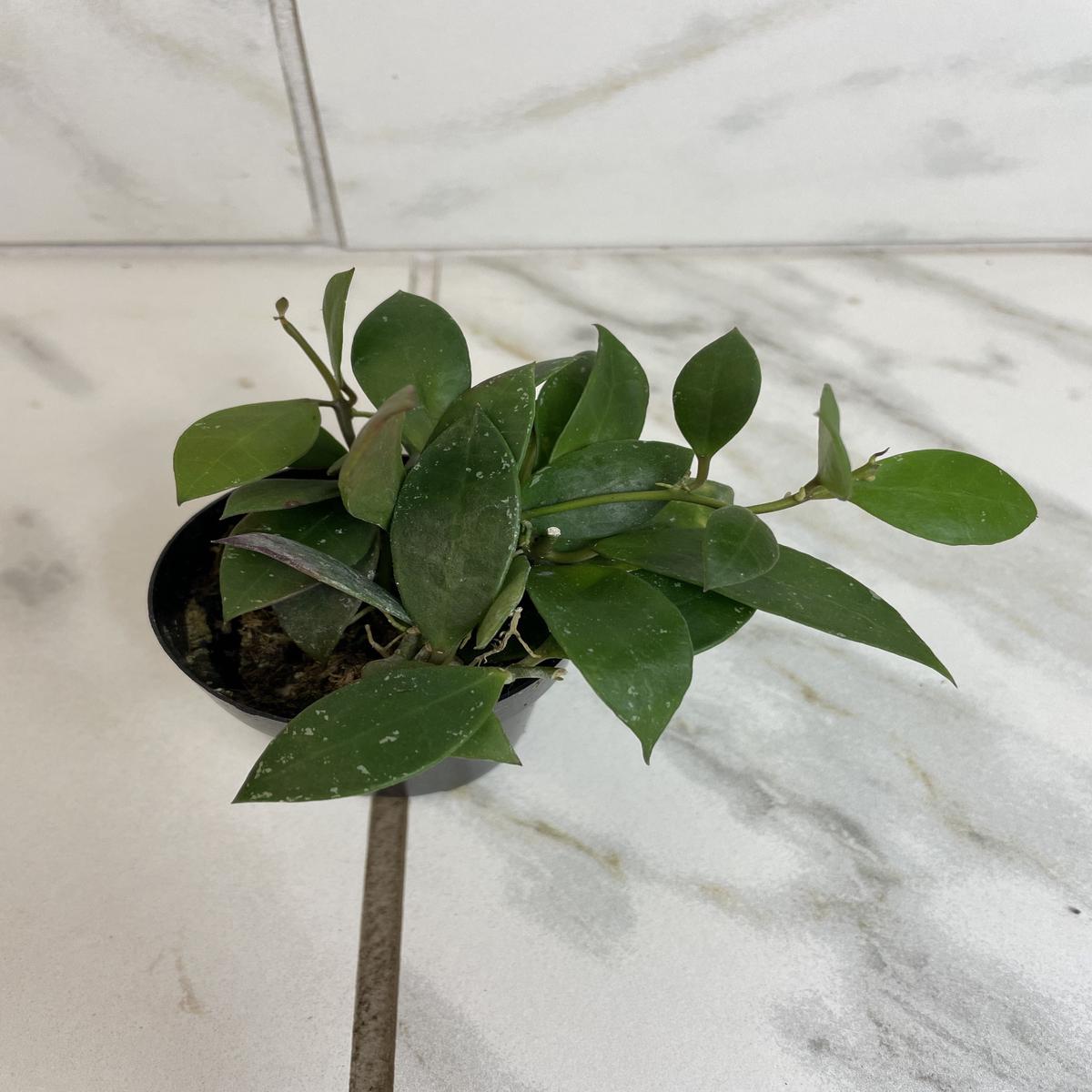 Hoya Sipitangensis, 2" Plant