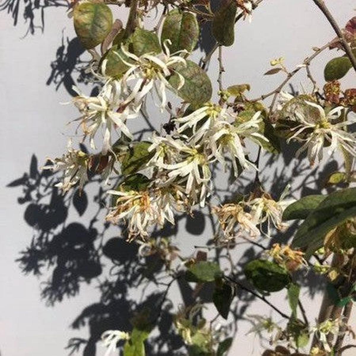 Loropetalum chinense