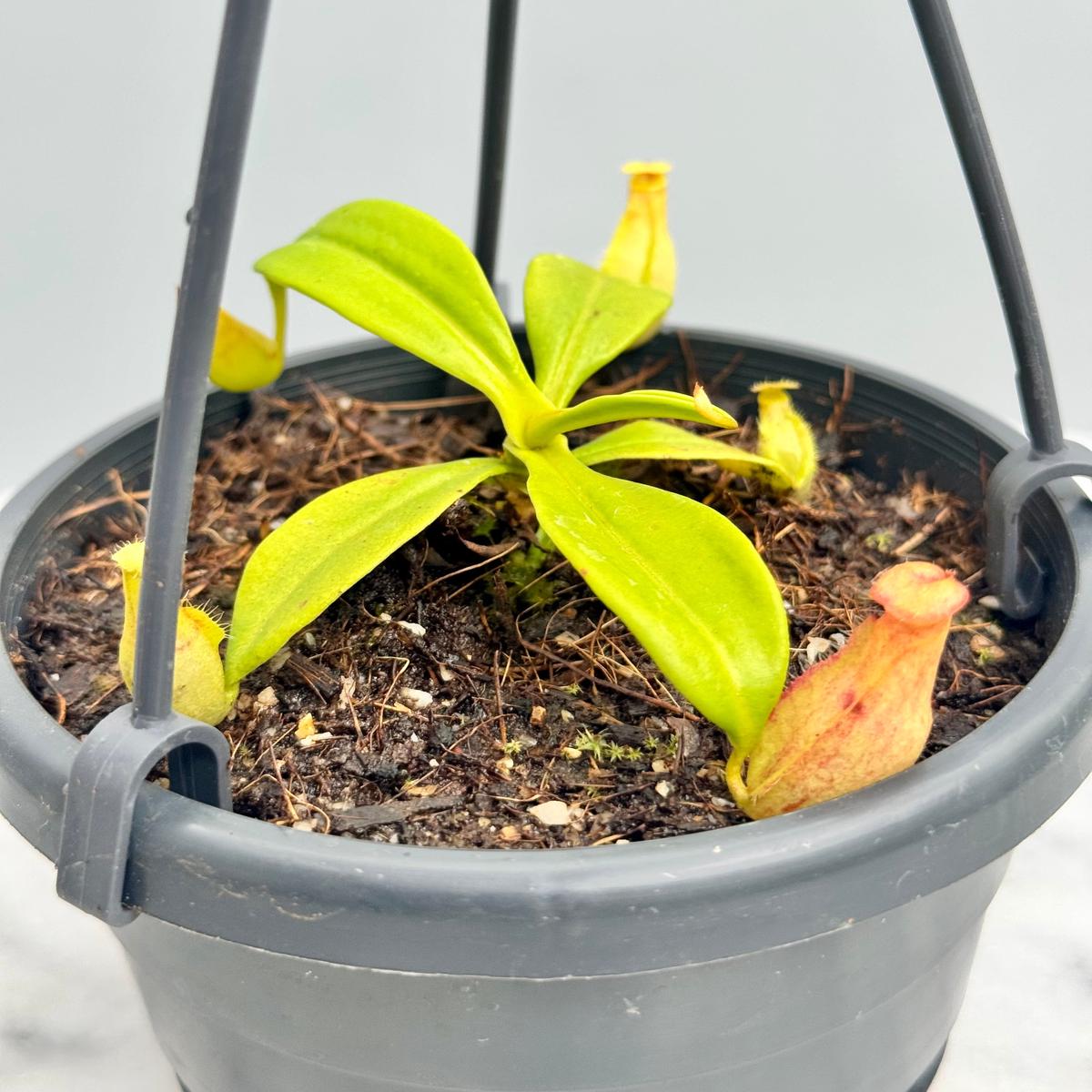 Nepenthes madagascariensis