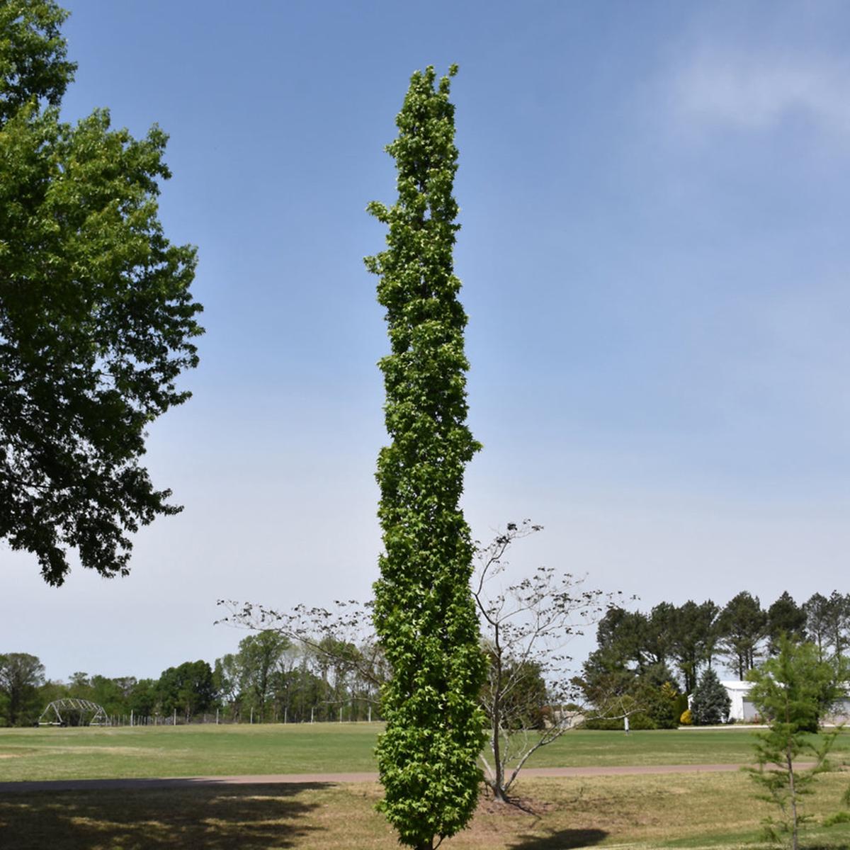 Slender Silhouette American Sweetgum