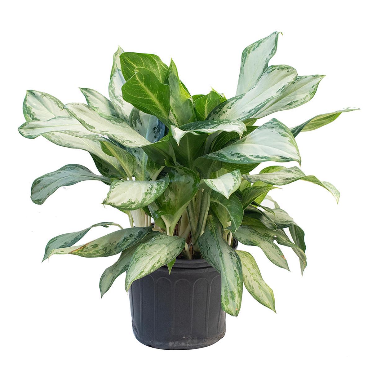 Aglaonema/Chinese Evergreen Golden Bay 10"