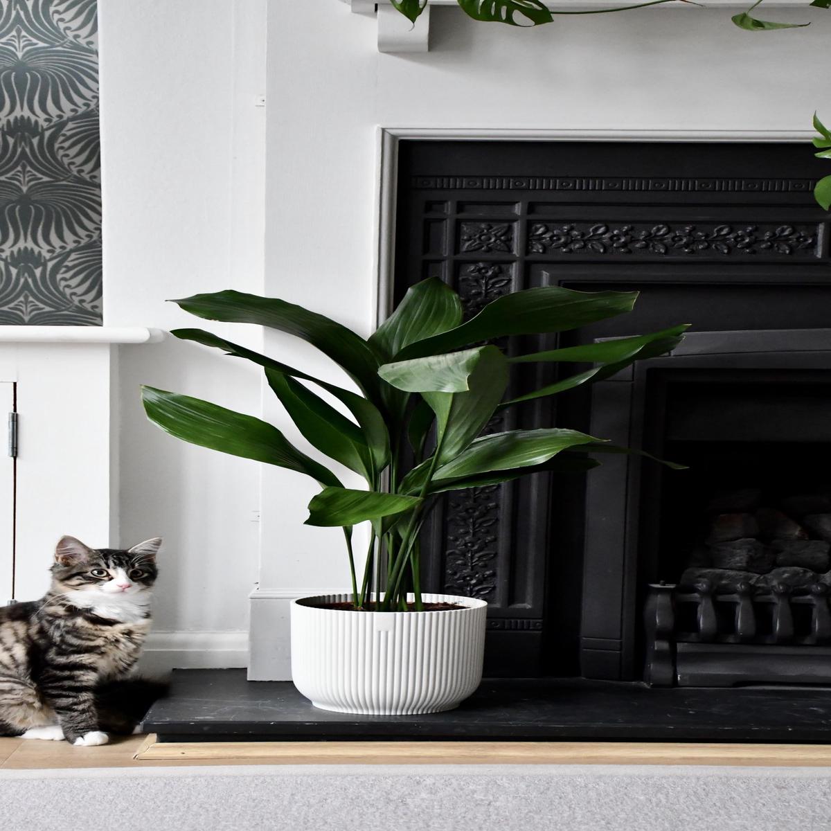 Aspidistra Elatior (Cast Iron Plant)