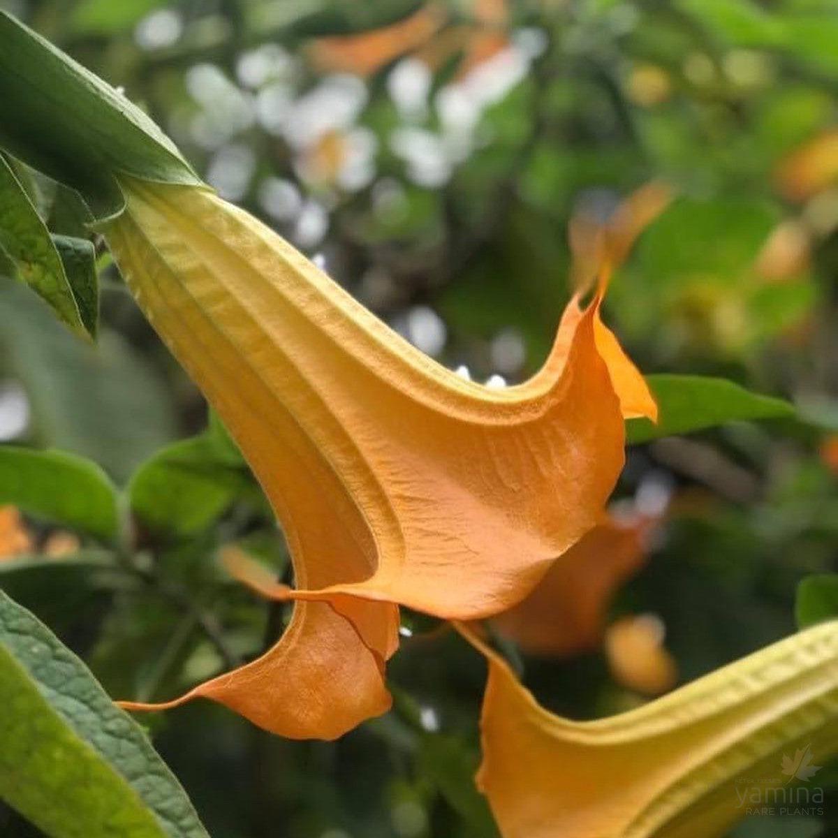 Brugmansea Mango Cornet