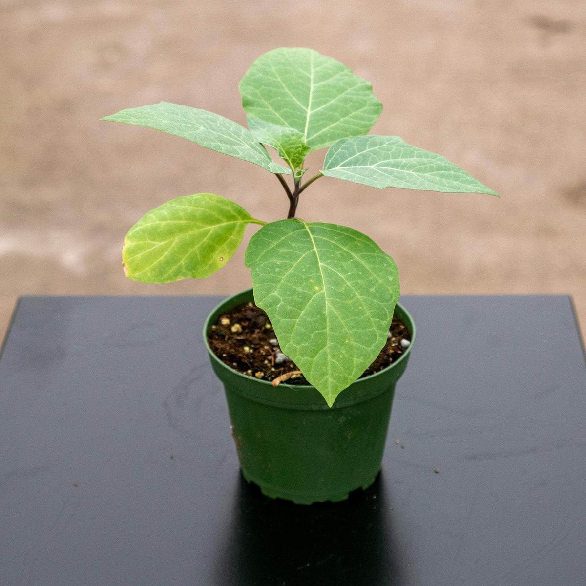 Datura metel Fastuosa