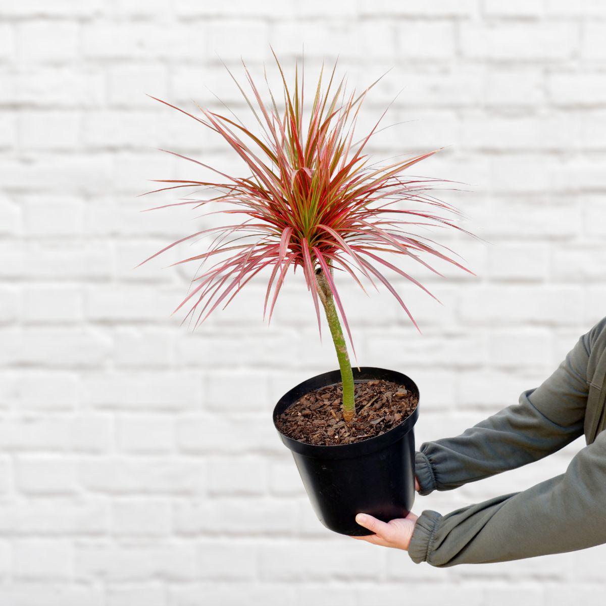 Dragon Tree - Colorama