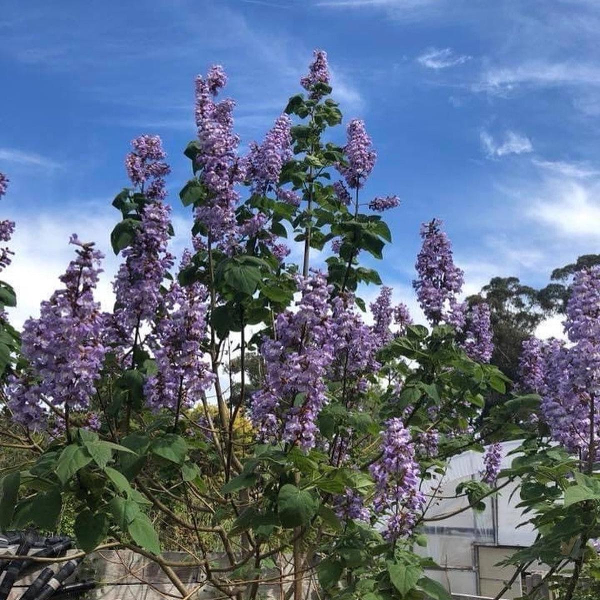 Paulownia Powton