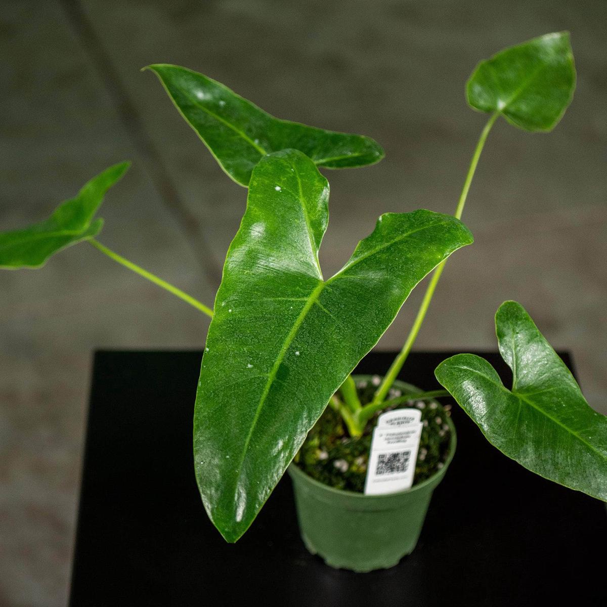 Philodendron stenolobum Seedling