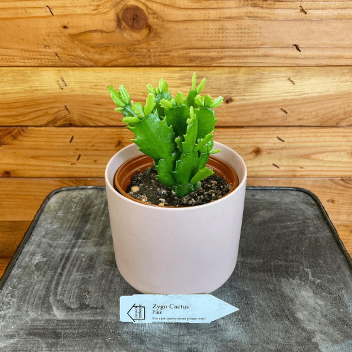 Schlumbergera Holiday Cactus Pink, 4" Plant