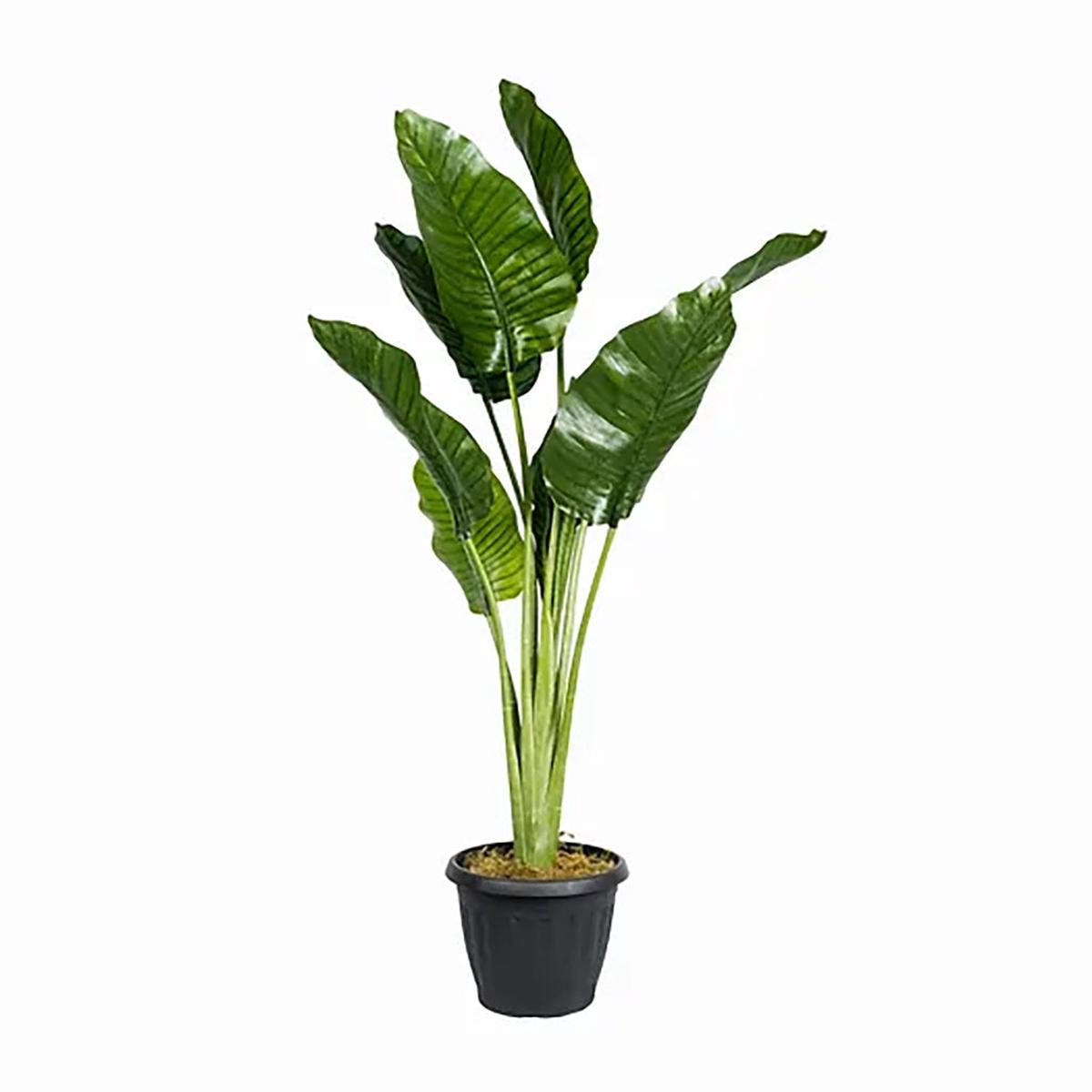 Traveller's Everlasting Palm 5Ft Everlasting