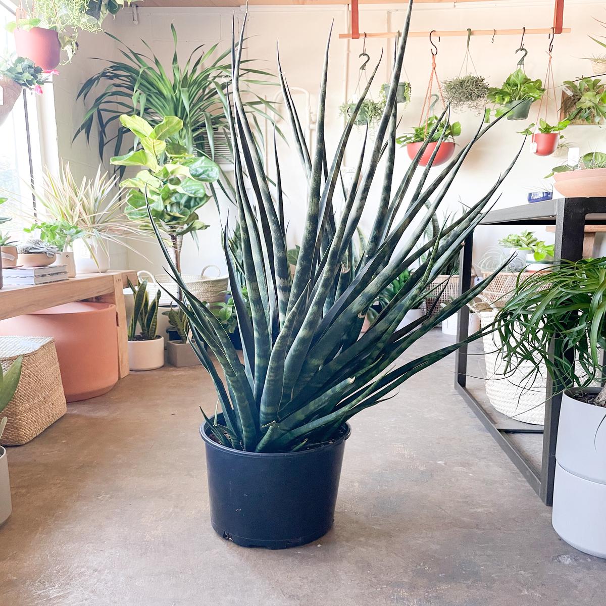 10" Fernwood Sansevieria