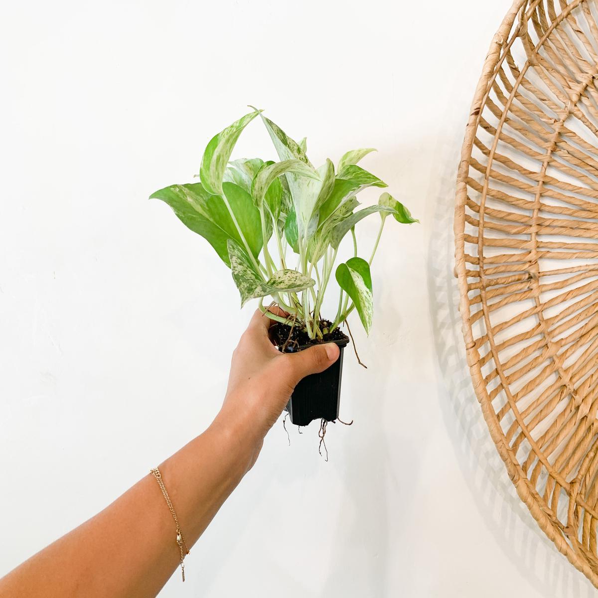 3" Pothos 'Marble Queen'