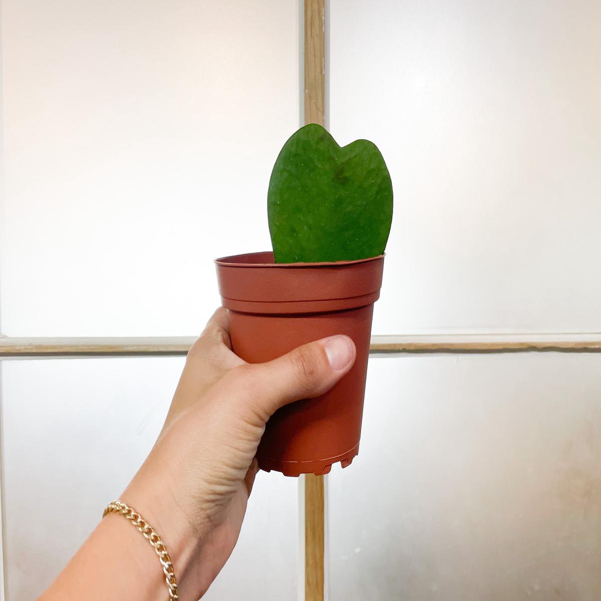 4 Hoya Kerri