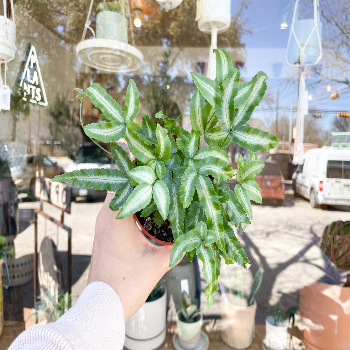 4" Pteris Fern