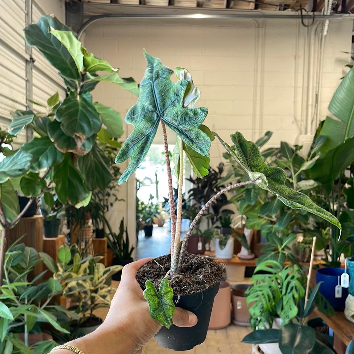 5 Alocasia Jacklyn