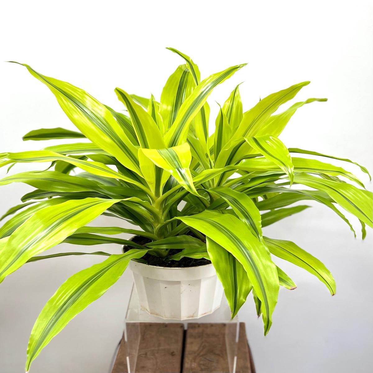 8" Dracaena Kristi, Tips 3p