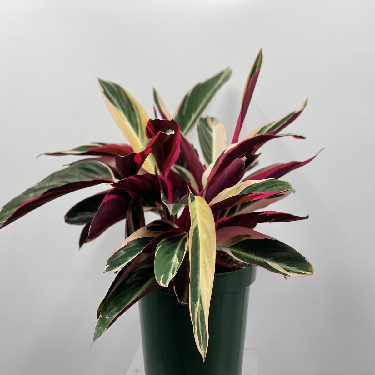 8" Stromanthe Sanguinea Triostar