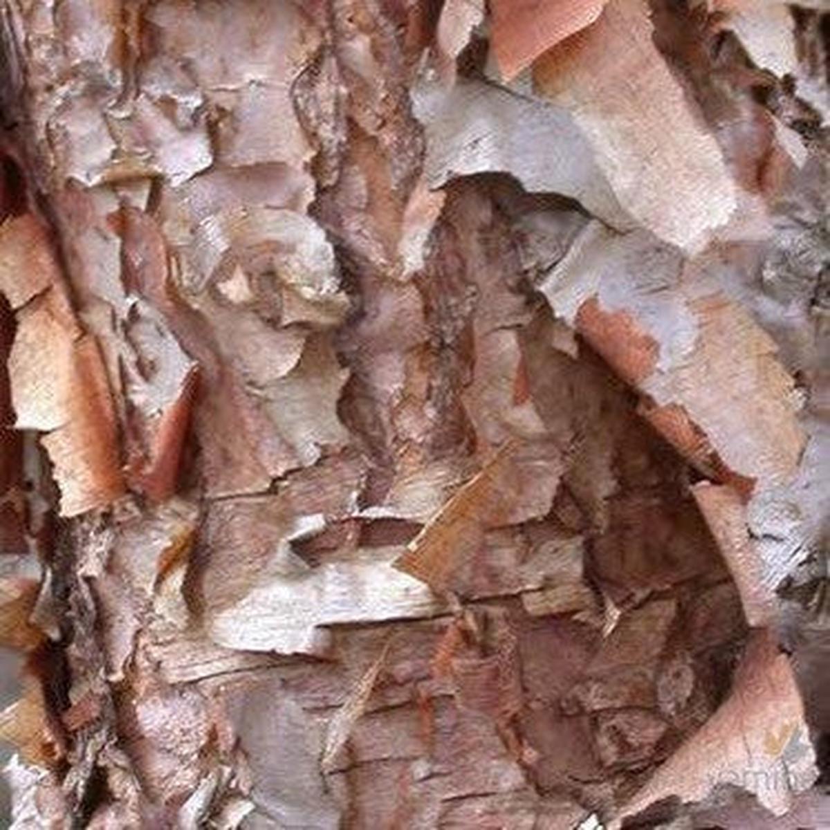 Betula nigra Heritage