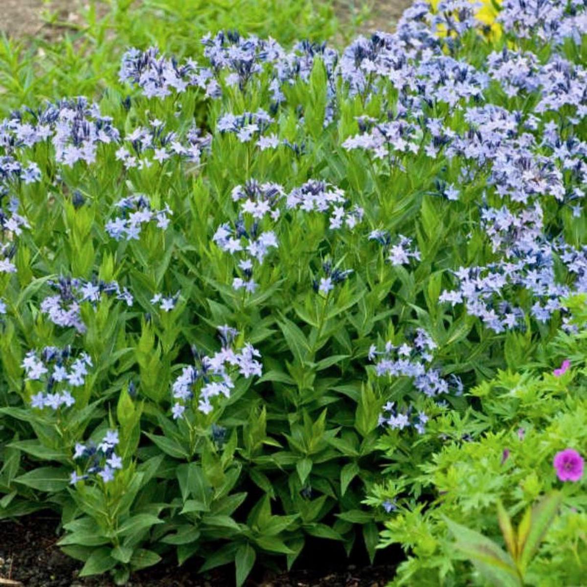 'Blue Ice' Bluestar (Amsonia)