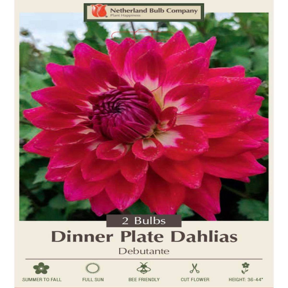 Dahlia Debutante