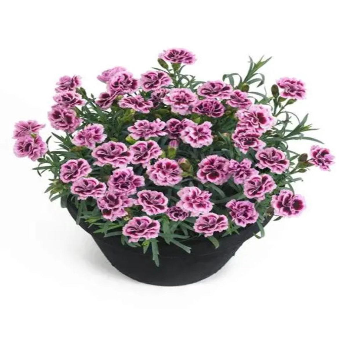 Dianthus 'Sunflor Finesse' Qt.