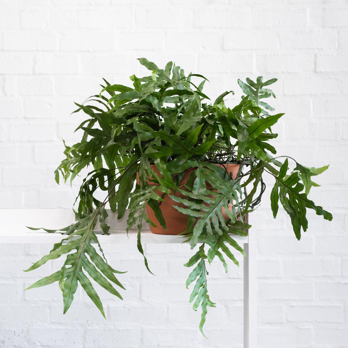 Kangaroo Fern - Large