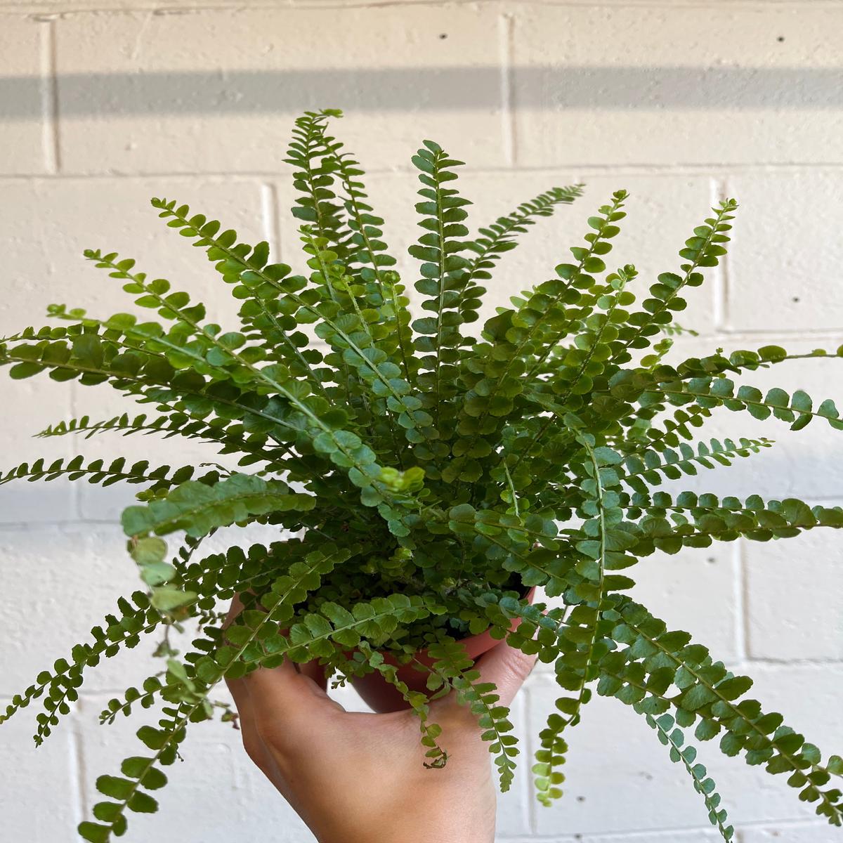 Lemon Button Fern 4