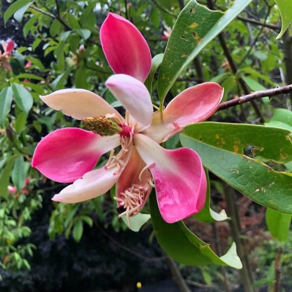 Manglietia insignis
