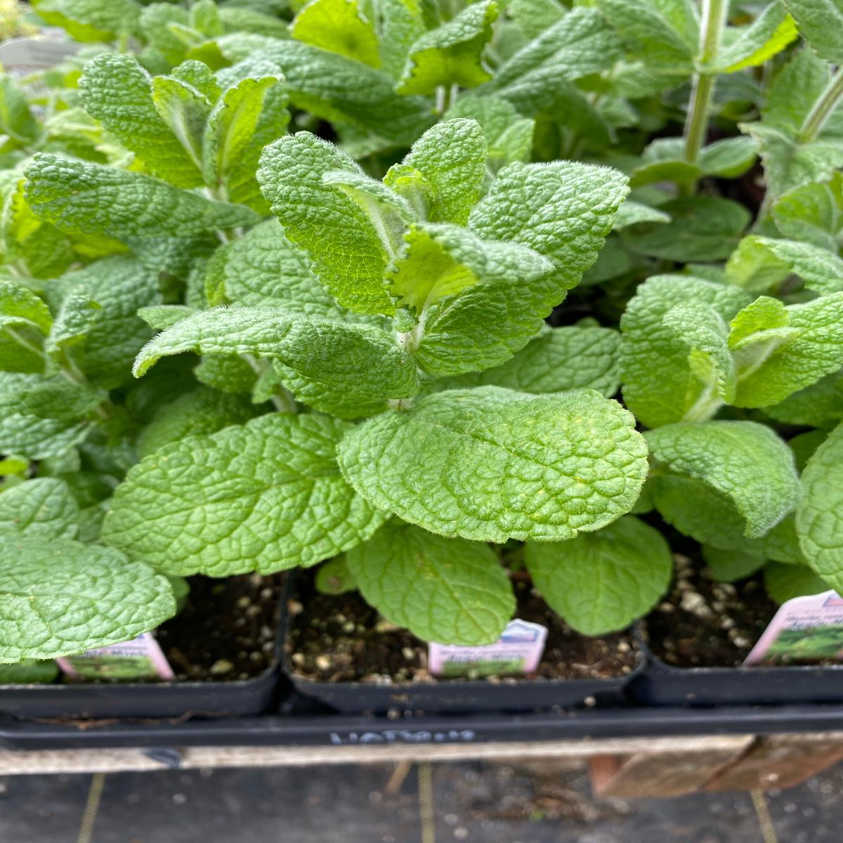 Mint Apple 4
