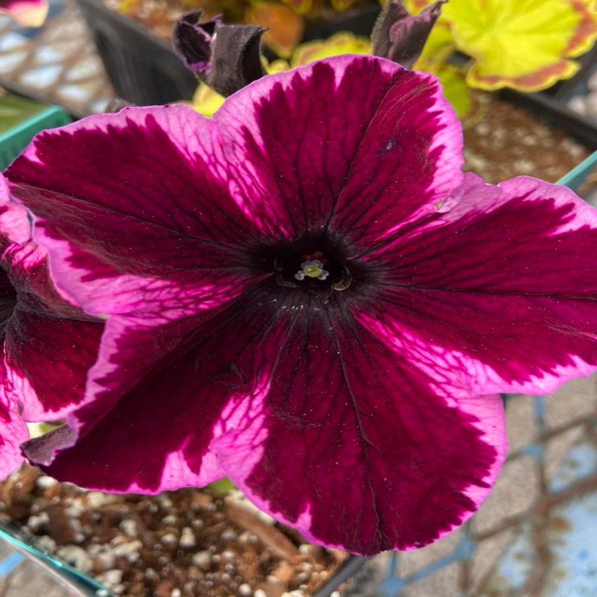 Petunia Crazytunia Cosmic Pink