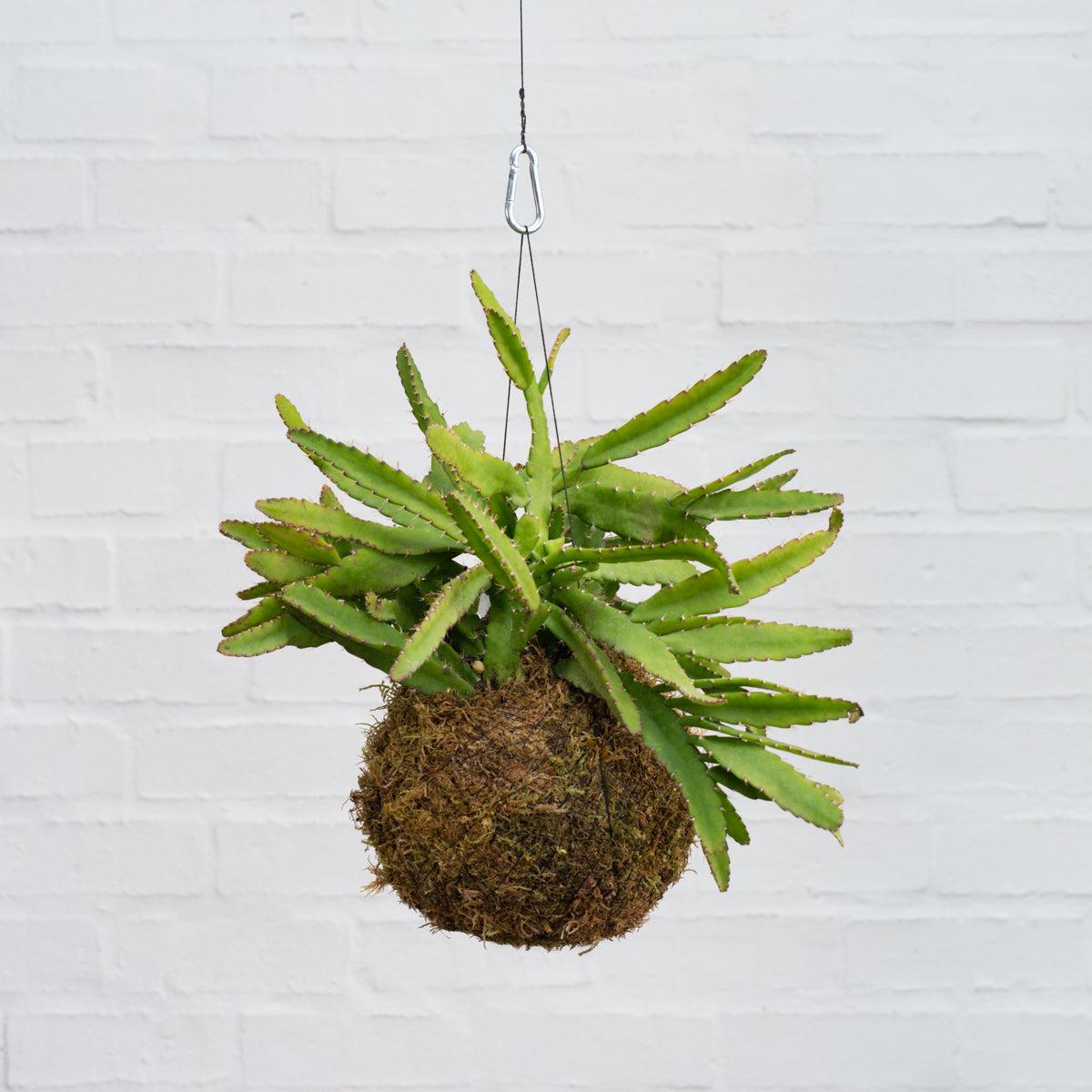 Pfeiffera Cactus Mossball