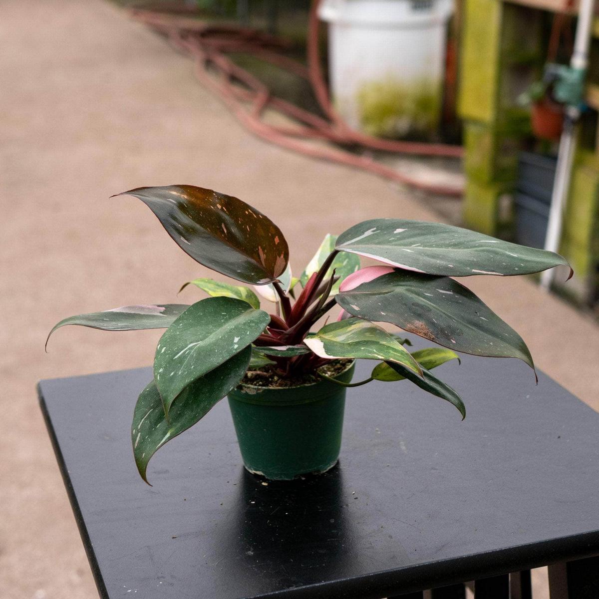 Philodendron 'Pink Princess' - 3"