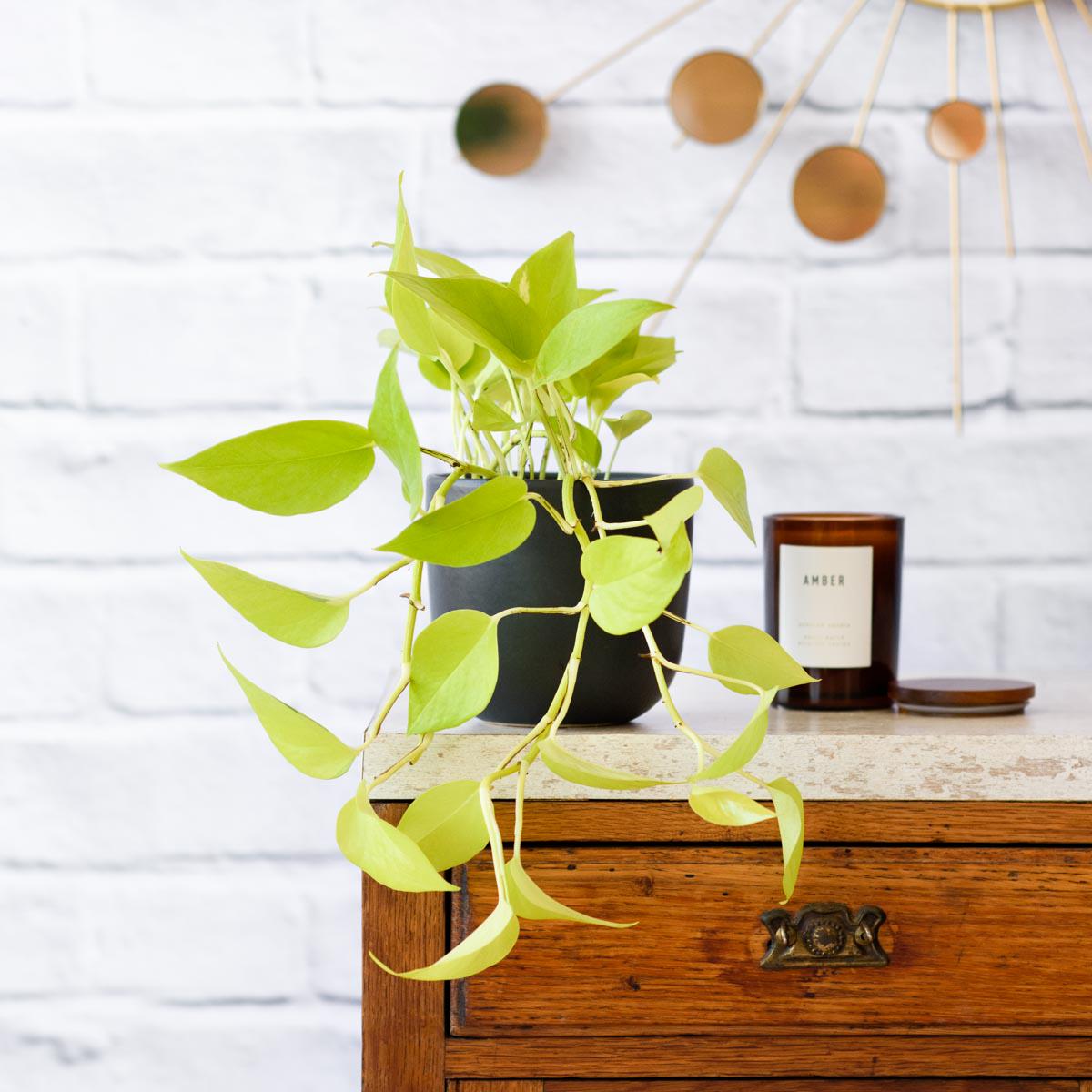 Pothos - Neon