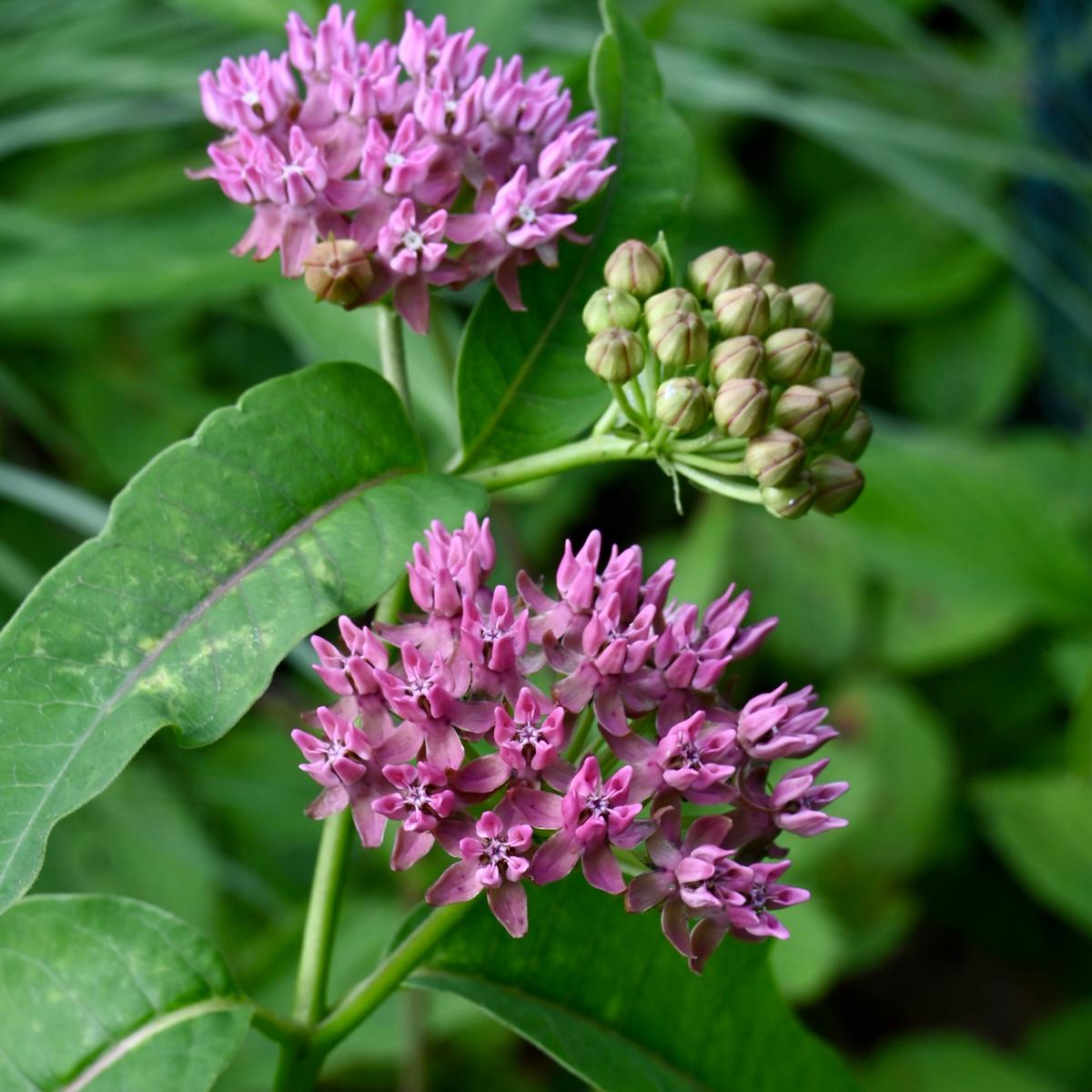 Purple Milkweed (Asclepias purpurascens)
