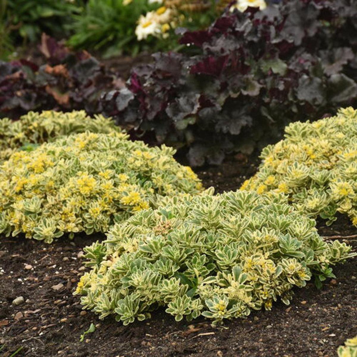 Rock 'N Low Boogie Woogie Stonecrop Pw # 1 PW Cont