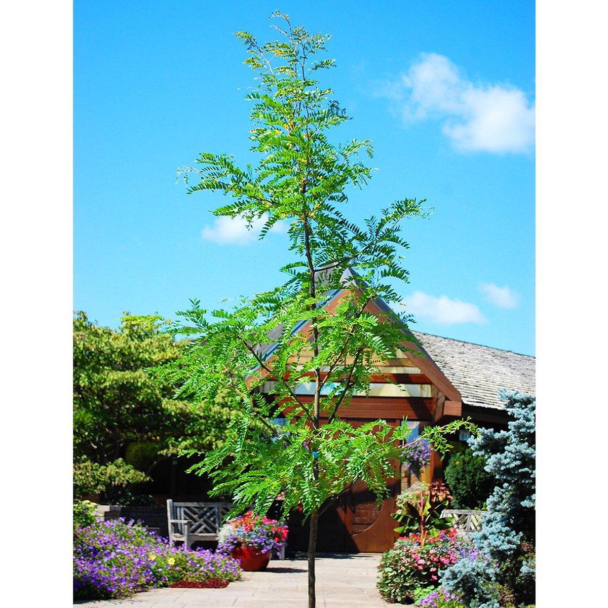 Skyline Thornless Common Honeylocust  #15 Container