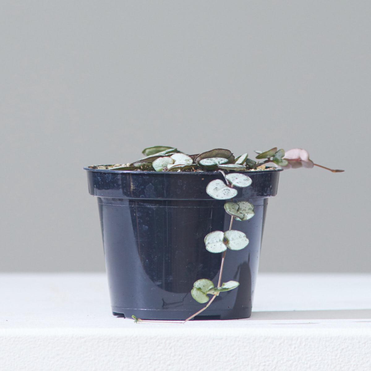 STRING OF HEARTS 'SILVER GLORY' 3.5" Grower Pot