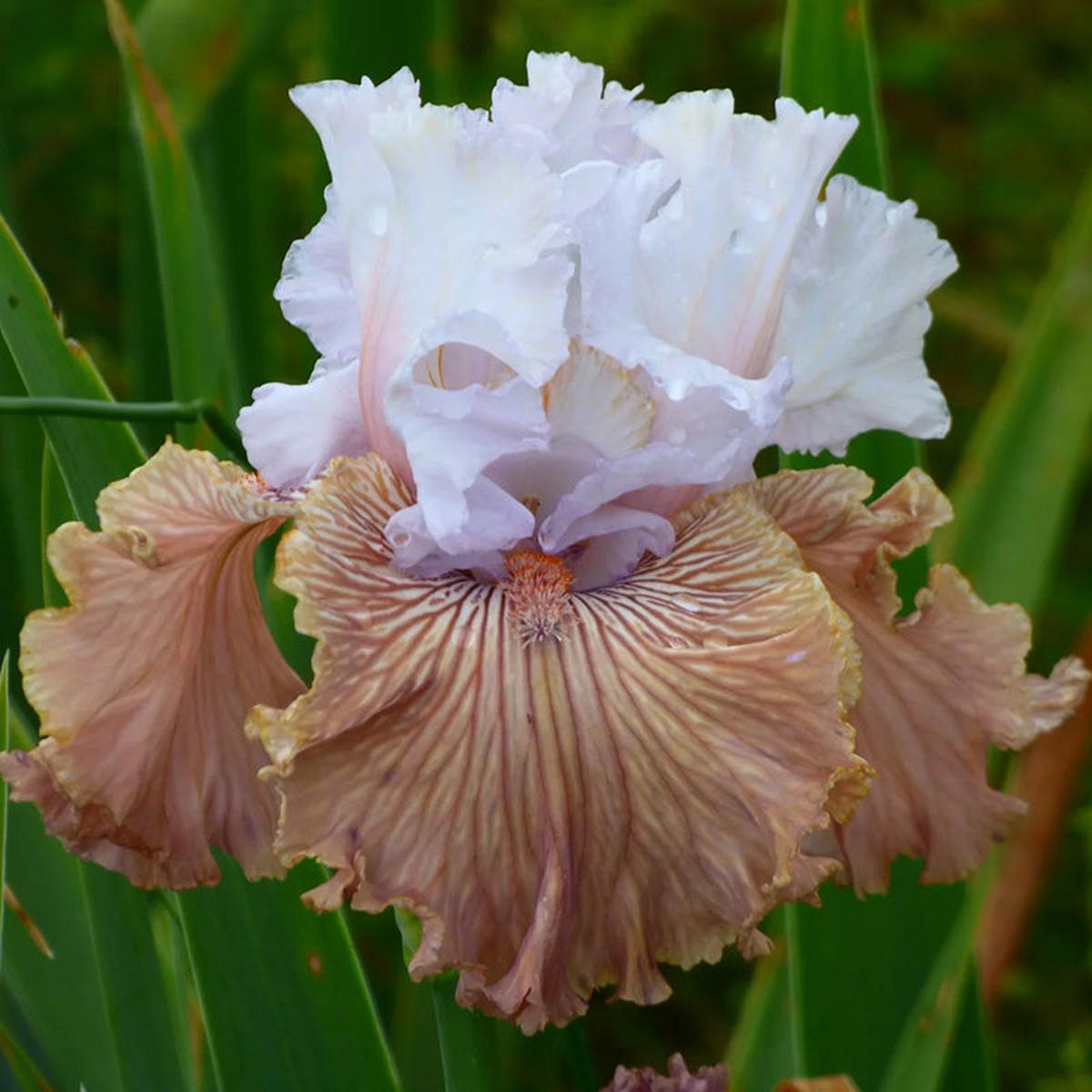 Tango Amigo Bearded Iris