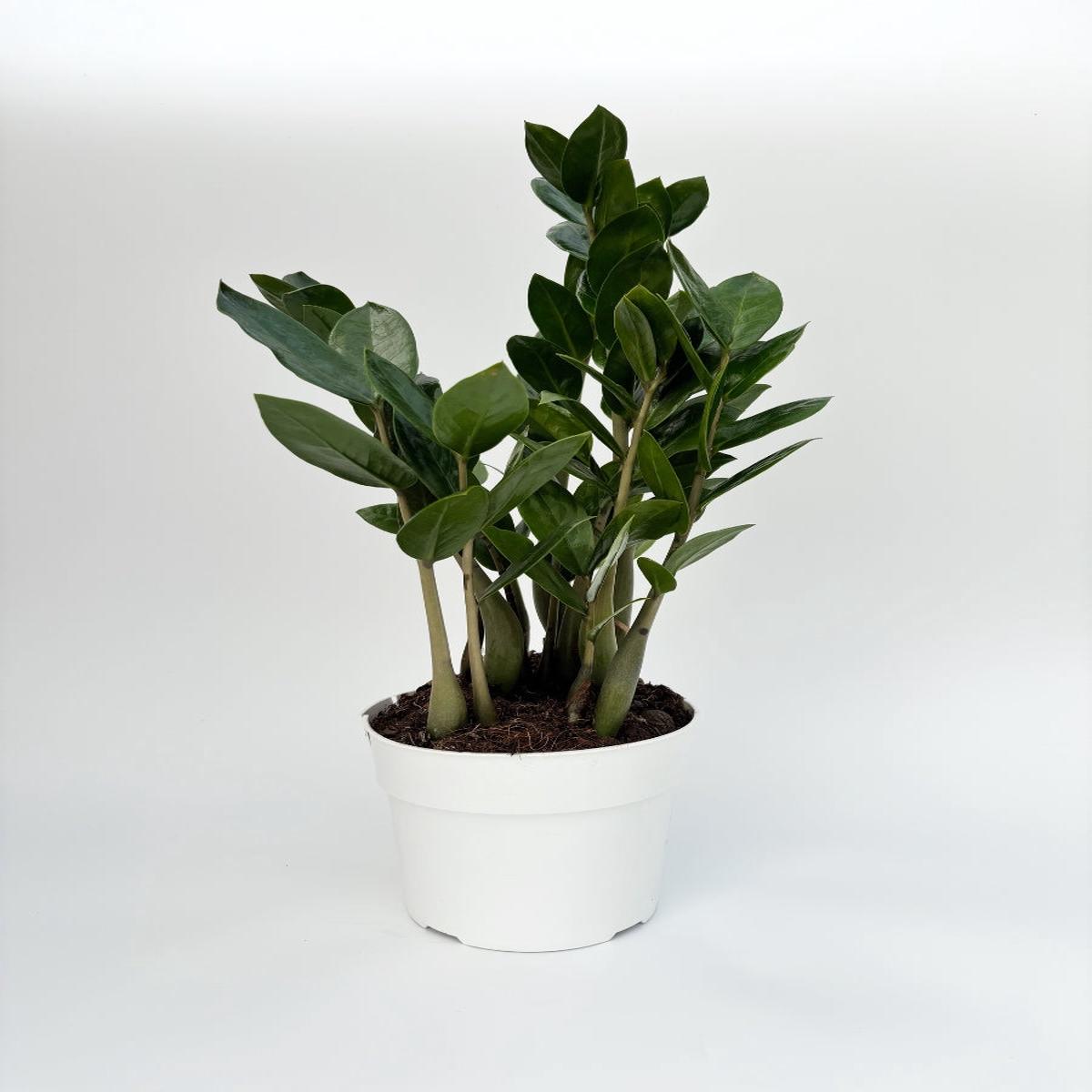 ZZ Plant 6"