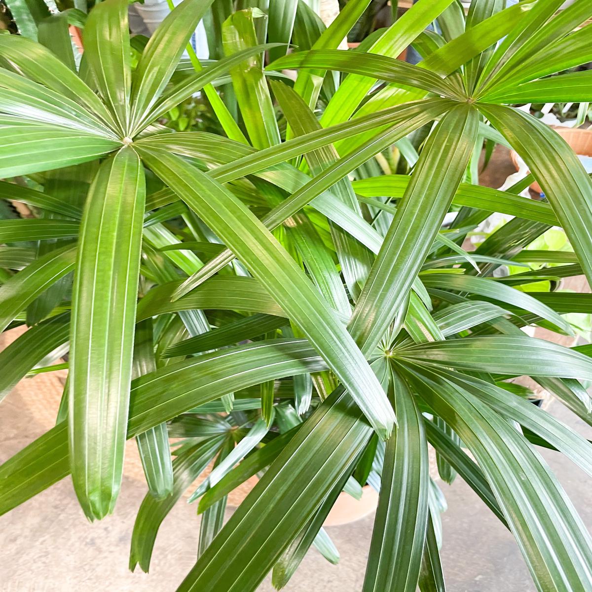 10" Rhapis Excelsa Palm