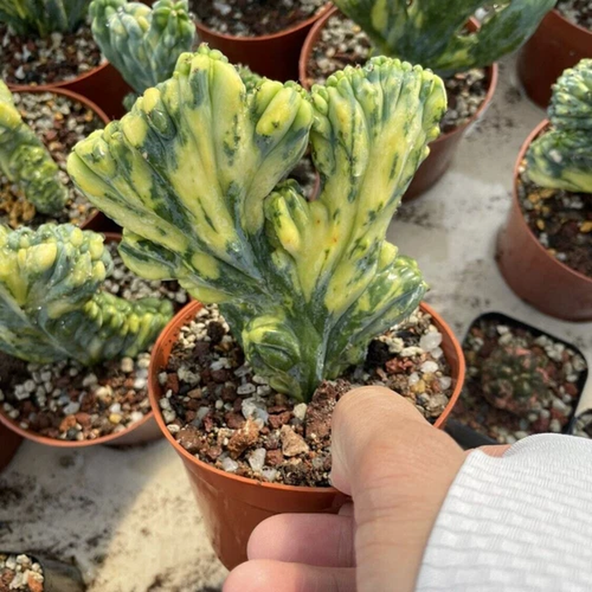 10CM Succulent Cactus Plant Myrtiiocactus Geometrizans Cristata Variegated Plant