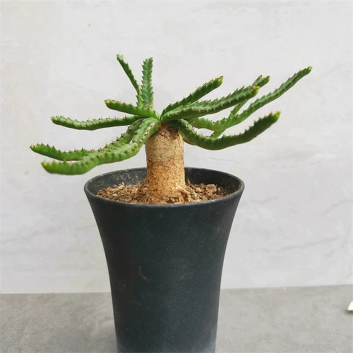 1CM Succulent Cactus Plant Euphorbia Stellata Cactaceae Home Garden Beautiful