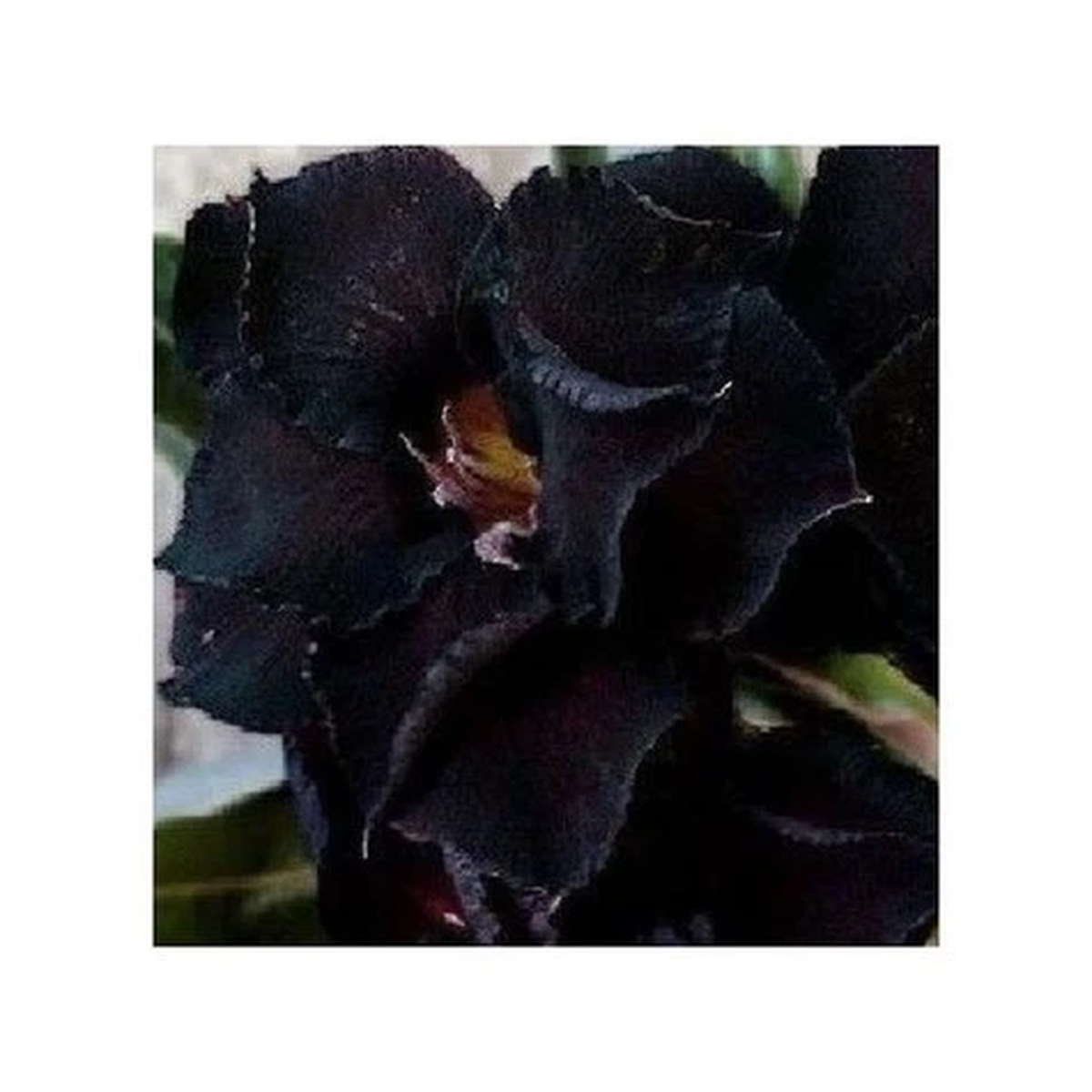 3x Adenium obesum Black Steel Desert Ros Garden Plants - Seeds B538